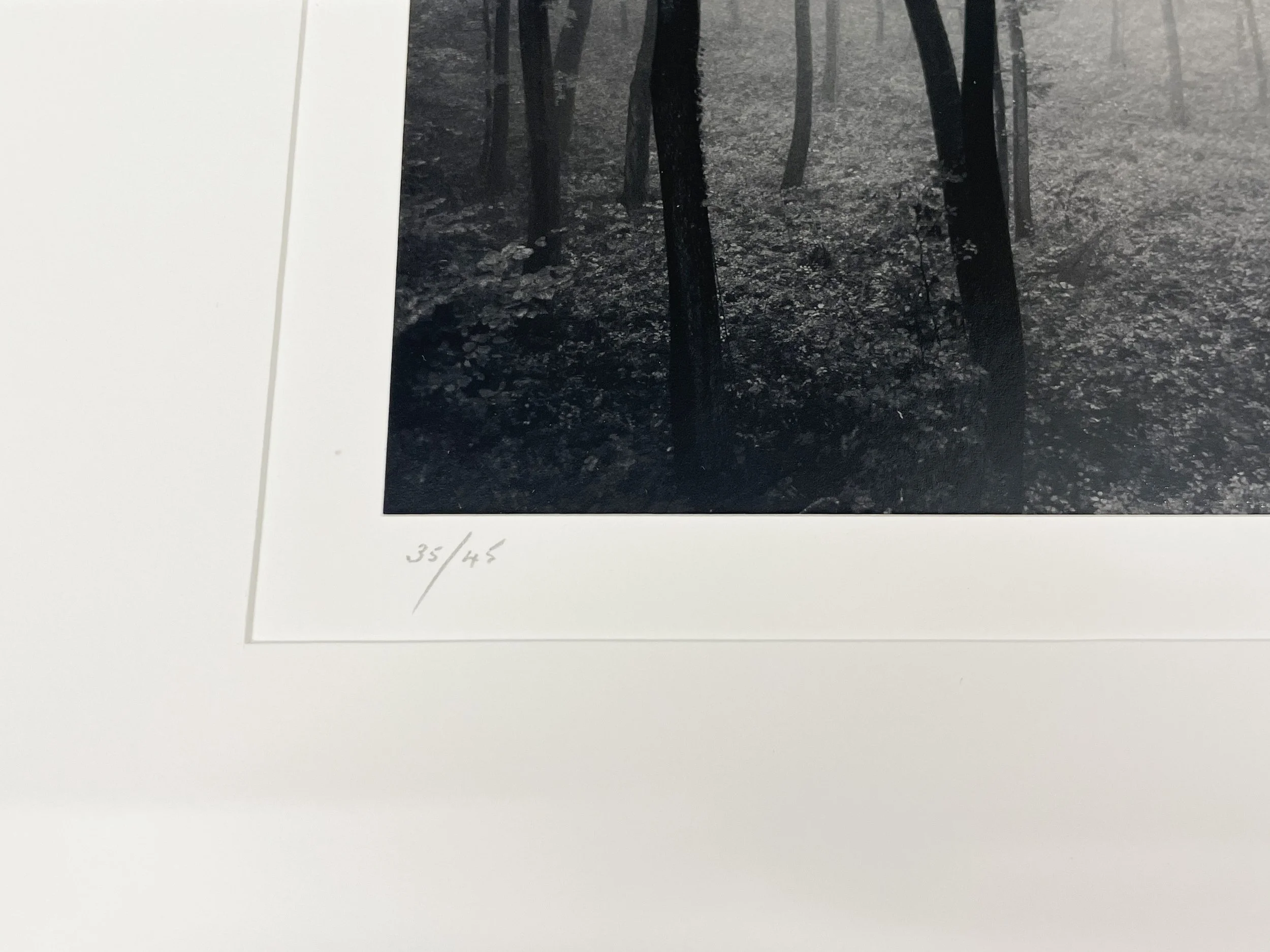 Michael Kenna: Jura Forest, Dornach, Switzerland, 1993 — PDNB